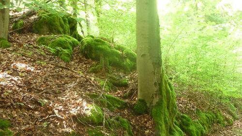 Foto - Grundst&uuml;ck in Pommelsbrunn