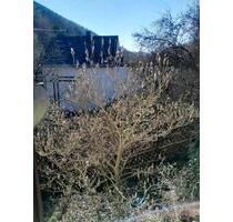 Renovierte 2-Zimmer im Grünen - 400,00&nbsp;EUR Kaltmiete, ca.&nbsp; 45,00&nbsp;m&sup2; in Weiler bei Bingen (PLZ: 55413)