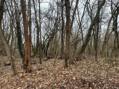 Foto - Waldgrundstück - 50,00&nbsp;EUR Kaltmiete, ca.&nbsp; 0,00&nbsp;m&sup2;