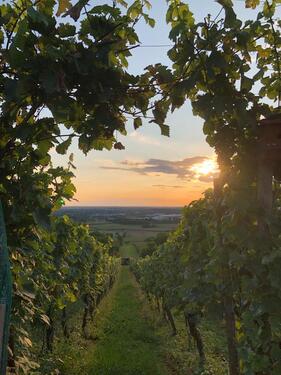 Foto - Gemütliche Hütte im Weinberg in Hörstein