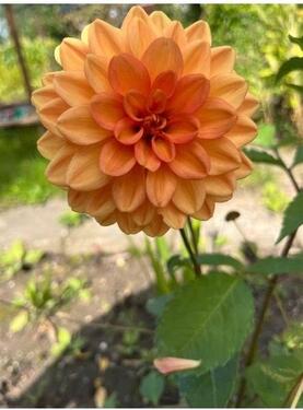 Foto - Garten Alsdorf - 2.800,00 EUR Kaltmiete, ca.  0,00 m²