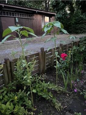 Foto - Grundstück zur Miete in Aachen