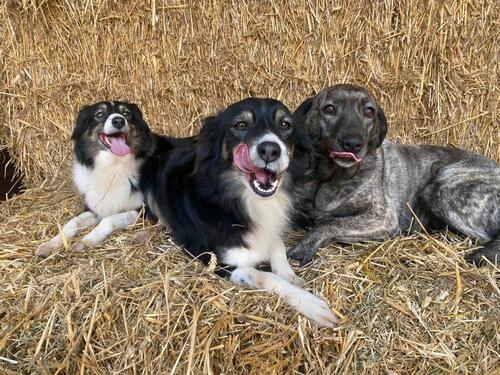 Foto - andere in Uplengen zur Miete