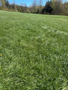 Foto - Grünland Wiese Futter - 200,00&nbsp;EUR Kaltmiete, ca.&nbsp; 0,00&nbsp;m&sup2;