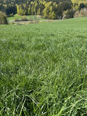 Foto - Grundst&uuml;ck in Freyung