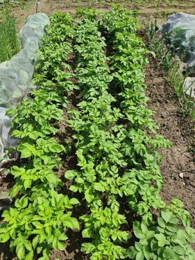 Foto - Grundst&uuml;ck in Münster zur Miete