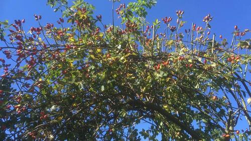 Foto - Pachtgarten mit privatem Holzhaus in liebevolle Hände abzugeben