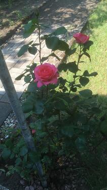 Foto - Grundst&uuml;ck zur Miete in Magdeburg