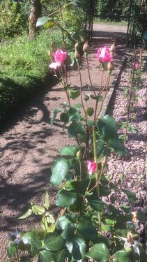 Foto - Grundst&uuml;ck in Magdeburg