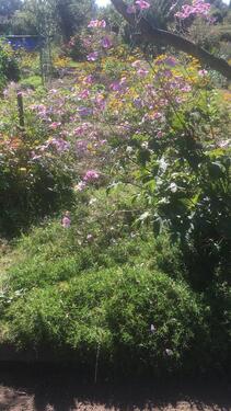 Foto - Grundst&uuml;ck in Magdeburg zur Miete