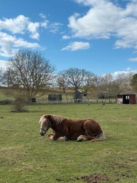 Foto - Koppel Weide mit Stall in Pinnow zu verpachten