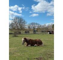 Koppel Weide mit Stall in Pinnow zu verpachten