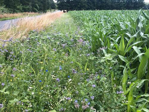 Foto - Grundst&uuml;ck zur Miete in Dortmund