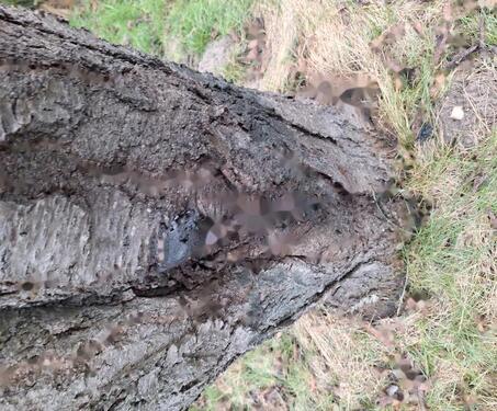 Foto - Grundst&uuml;ck in Langenhagen