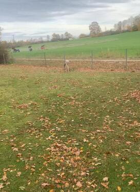 Foto - Etagenwohnung zum Kaufen in Allersberg