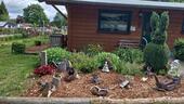 Foto - Einfamilienhaus in Morbach