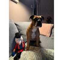 WG Zimmer ab 01.02.2026 frei - 650,00 EUR Kaltmiete, ca.  12,00 m² in Hamburg (PLZ: 22087) Hohenfelde