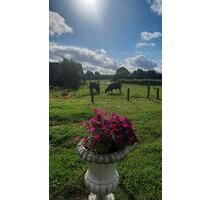 Urlaub auf dem Lande Ferienwohnung mit Hund Nordsee - Esens