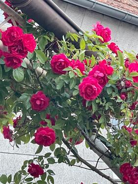 Foto - Exklusives Haus am Donnersberg zu vermieten: