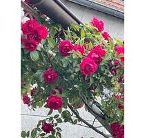 Exklusives Haus am Donnersberg zu vermieten: - Steinbach am Donnersberg