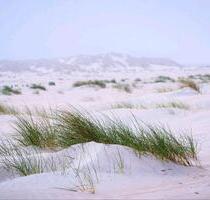 Last Minut FeWo Nordsee Horumersiel 3 Personen mit Hund - Wietmarschen