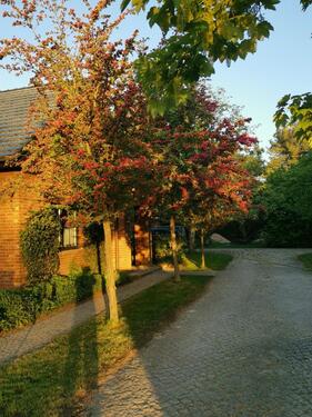 Foto - Einfamilienhaus in Märkische Heide zum Kaufen