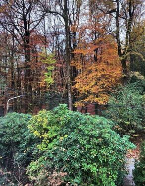 Foto - Praxis-YogaTherapieraum am Wald