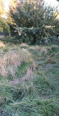 Foto - Grundstück zur Miete in Cottbus