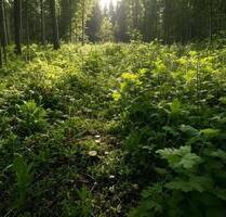 Erster Monat kostenlos! Idyllisch & Naturbelassen: Waldgrundstück nahe Baden-Baden (Forbach)