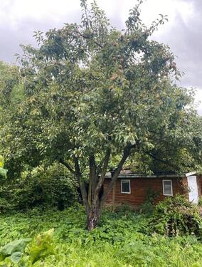 Foto - Kleingarten Dorfstraße St. Jürgen Schrebergarten