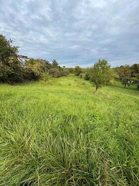 Foto - Gleiszellen-Gleishorbach - Streuobstwiese zu verpachten