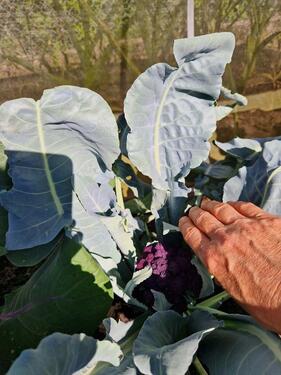 Foto - Grundst&uuml;ck in Wolfsburg