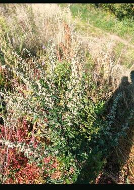 Foto - Erholungsgarten Streuobstwiese Ladwirt Garten