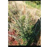 Erholungsgarten Streuobstwiese Ladwirt Garten - Weiterstadt