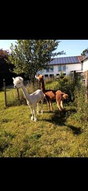 Foto - Ferienwohnung, Ferienhaus , Mobilheim , Urlaub auf dem Bauernhof