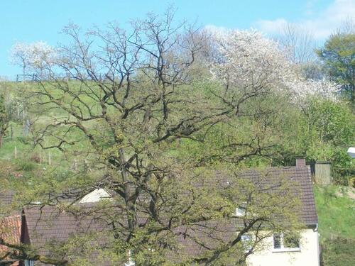 Foto - 5 Zimmer Einfamilienhaus zum Kaufen in Höxter