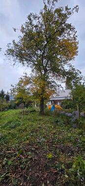 Foto - Kleingarten in Dresden Trachau der Bahn Landwirtschaft