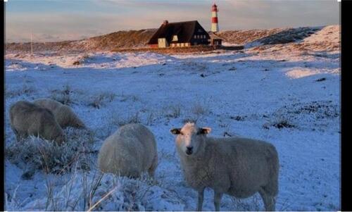 Foto - Weihnachten an der Ostsee 5 Personen Kinder Ferienhaus