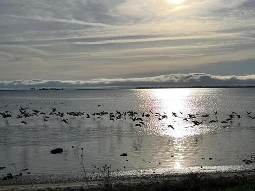 Foto - andere in Maasholm