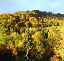 3 Zimmer Allgäu ETW Wohnung am Berg + Nähe Alpsee • 60qm • Top! - Immenstadt im Allgäu