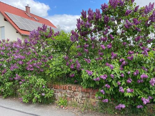 Foto - Einfamilienhaus in Twistetal zum Kaufen