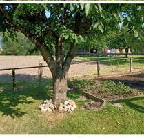 2,5 Zimmer Wohnung in Ritsch - 600,00&nbsp;EUR Kaltmiete, ca.&nbsp; 80,00&nbsp;m&sup2; in Drochtersen (PLZ: 21706)