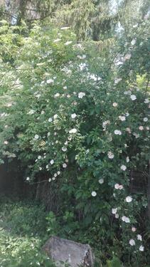 Foto - Grundstück zur Miete in Hackenheim