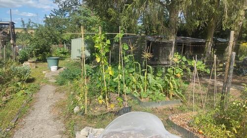 Foto - Grundstück in Hackenheim