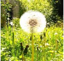 Einfamilienhaus an caritative, gemeinnützige Einrichtung (z.B. Wohngruppen) zu vermieten - Wangen im Allgäu