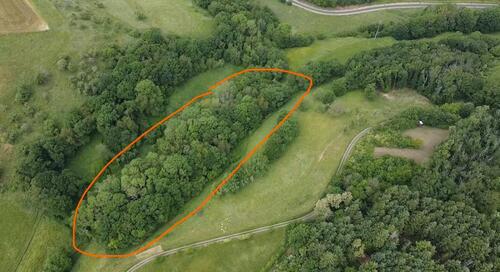Foto - Wald Waldgrundstück (Mischwald) - RehbornLettweiler