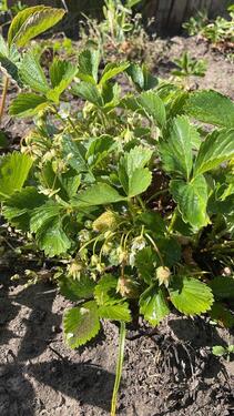 Foto - Grundst&uuml;ck in Rostock