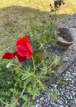 Foto - Grundst&uuml;ck in Rostock zur Miete