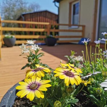 Foto - Ferienhaus Harzblüte - Der Frühling ruft - Ferienwohnung im Harz