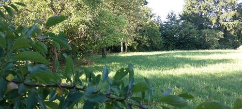 Foto - Großes naturnahes Freizeitgrundstück, Wasser und Strom vorhanden